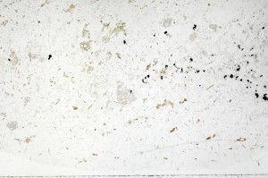 Plane Polarized, S69864