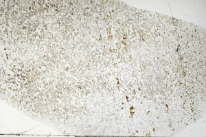 Plane Polarized, S69867