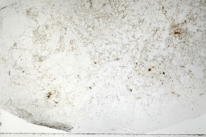 Plane Polarized, S69881