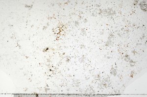Plane Polarized, S69882