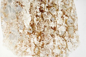 Plane Polarized, S70049