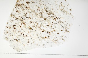 Plane Polarized, S70057