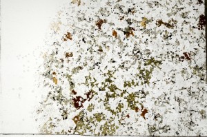 Plane Polarized, S70059