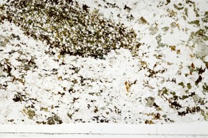 Plane Polarized, S70060