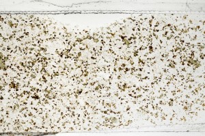 Plane Polarized, S70106