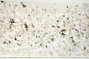 Plane Polarized, S70285