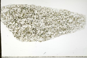 Plane Polarized, S70298