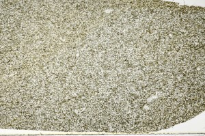 Plane Polarized, S70341
