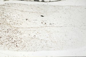 Plane Polarized, S70356