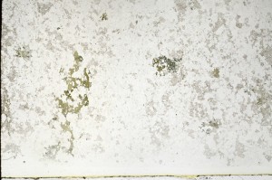 Plane Polarized, S70484