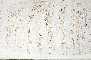 Plane Polarized, S70566