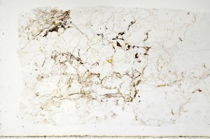 Plane Polarized, S70616