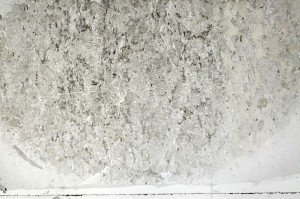 Plane Polarized, S70814