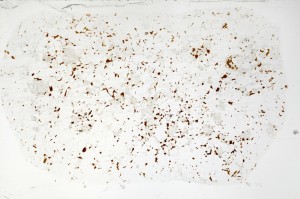 Plane Polarized, S70881