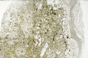 Plane Polarized, S70904