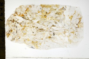 Plane Polarized, S71008