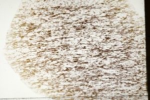 Plane Polarized, S71299