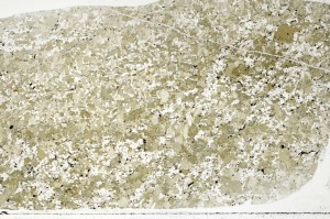 Plane Polarized, S71332