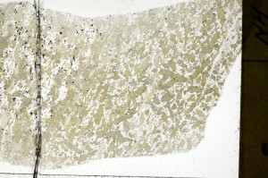 Plane Polarized, S71333