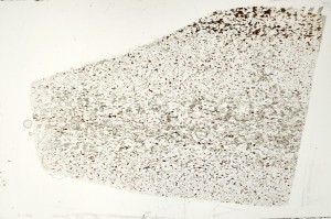Plane Polarized, S71345