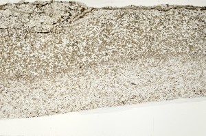 Plane Polarized, S71349