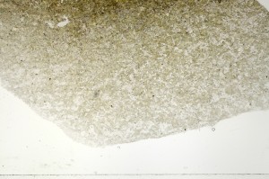 Plane Polarized, S71372