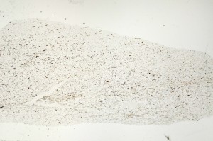 Plane Polarized, S71373