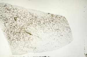 Plane Polarized, S71375