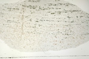 Plane Polarized, S71377