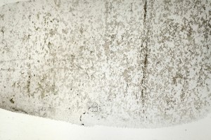 Plane Polarized, S71388