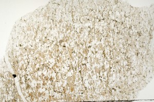 Plane Polarized, S71389