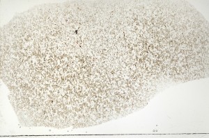 Plane Polarized, S71390