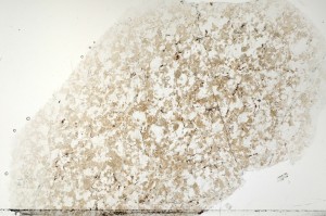 Plane Polarized, S71394