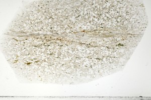 Plane Polarized, S71403