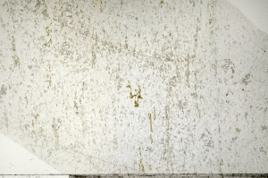 Plane Polarized, S71420