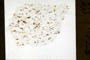 Plane Polarized, S71422