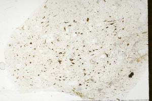 Plane Polarized, S71427