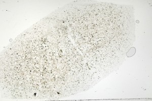 Plane Polarized, S71431