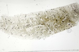 Plane Polarized, S71433