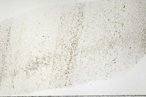 Plane Polarized, S71438