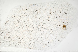 Plane Polarized, S71448