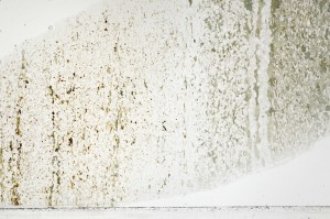 Plane Polarized, S71450