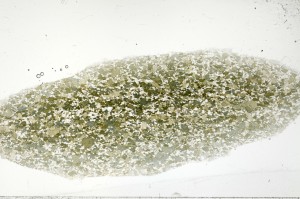 Plane Polarized, S71451