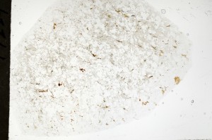 Plane Polarized, S71454