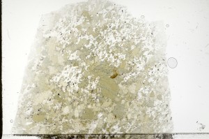 Plane Polarized, S71455