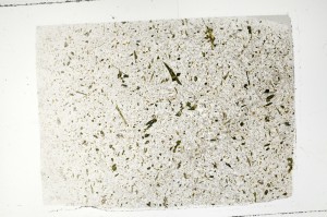 Plane Polarized, S71468