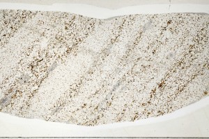 Plane Polarized, S71505/A