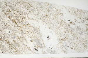 Plane Polarized, S71508