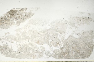Plane Polarized, S71538