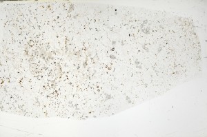 Plane Polarized, S71540